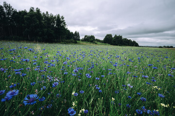 Cornflowers field in the evening under cloudy sky. Beautiful evening landscape with blue flowers field. Field before rain. Cloudy evening