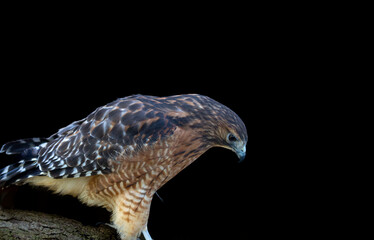 Yellow Tail Hawk on black background