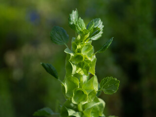 close up of a plant in a garden /