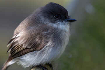 Chickadee bird on perch with black-capped