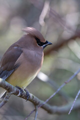 Waxwing bird with mask on perch