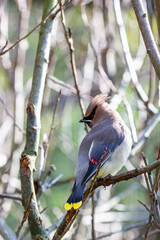 Waxwing bird with mask on perch