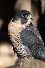 white tail hawk on a perch