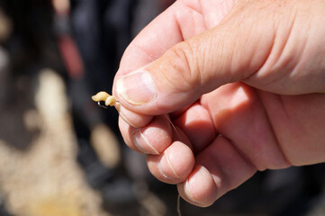 hook with a larva for fishing in a man's hand