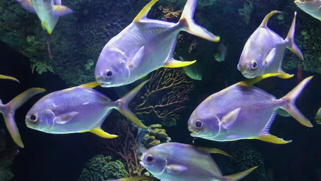 A Beautiful View Of Marine Fish And Their Habitat In The Largest Oceanarium In The World. A Wonderful Variety Of The Underwater World In 4K.