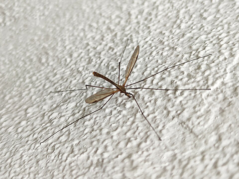long-legged mosquito, caramore, tipulidae on a white wall close-up