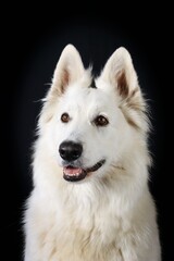 Swiss White Shepherd isolated on studio 