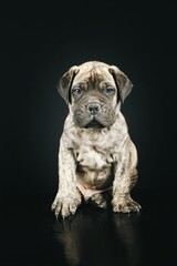 bullmastiff puppy isolated on black background 