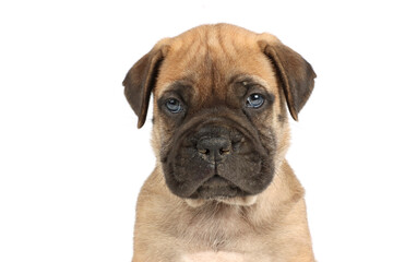 bullmastiff puppy isolated on white background 