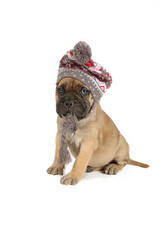 puppy with woolen cap on white background 