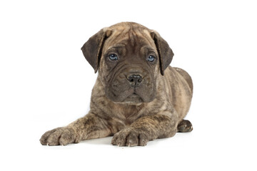 bullmastiff puppy isolated on white background 