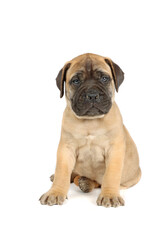 bullmastiff puppy isolated on white background 