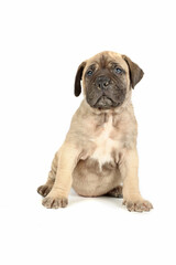 Obraz premium bullmastiff puppy isolated on white background 