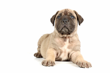 bullmastiff puppy isolated on white background 
