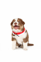 puppy australian shepherd  with disguise and christmas decoration isolated on white 