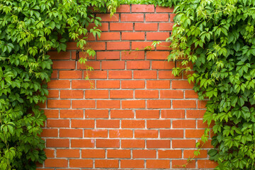 red brick wall with wild grapes