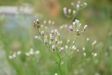 Little Ironweed flower in nature garden