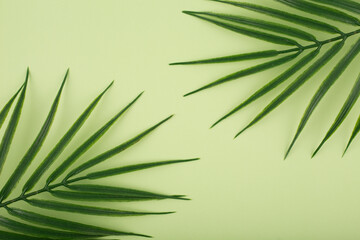Flat lay with palm leaf in diagonal on bright pastel green background. Concept of abstract modern tropical background