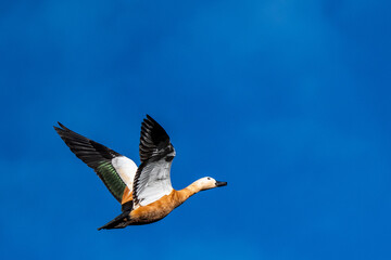 A ruddy shelduck (Tadorna ferruginea) is seen flying during an autumn day