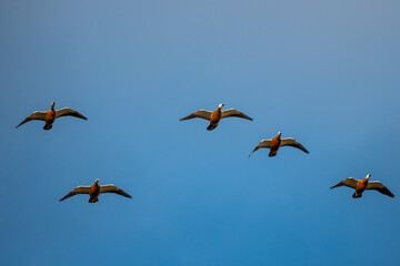 Ruddy shelducks (Tadorna ferruginea) are seen flying during an autumn day