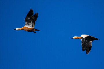 Two ruddy shelducks (Tadorna ferruginea) are seen flying during an autumn day