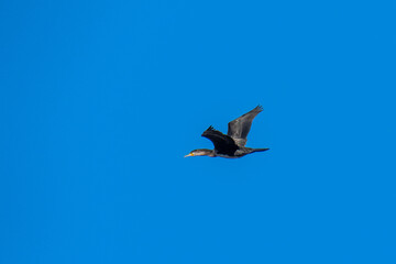 A cormorant is seen flying during an autumn day