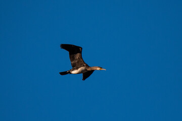 A cormorant is seen flying during an autumn day