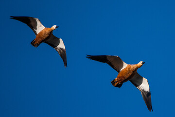 Two ruddy shelducks (Tadorna ferruginea) are seen flying during an autumn day
