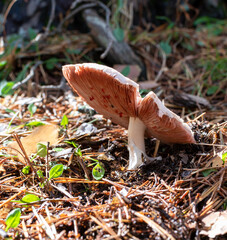 Autumn in the forest. Close-up of mushroom surrounded by greenery. Mushrooms and fungi.
