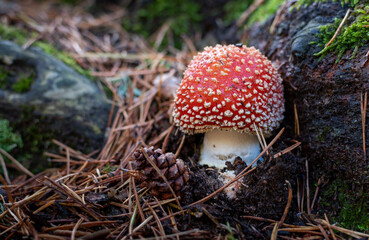 Autumn in the forest. Close-up of mushroom surrounded by greenery. Mushrooms and fungi.
