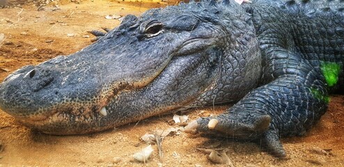 alligator in the everglades