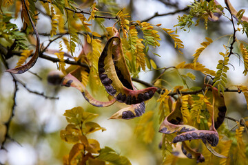 Semi-ripe legumes on the branches of an acacia three thorns, gleditsia triacanthos