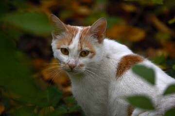 a cat hiding among the branches in the woods