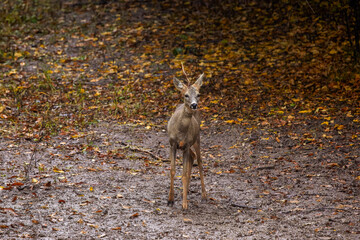 deer at the edge of a forest during autumn