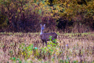 deer at the edge of a forest during autumn