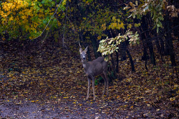 Naklejka na ściany i meble deer at the edge of a forest during autumn