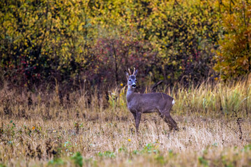 deer at the edge of a forest during autumn