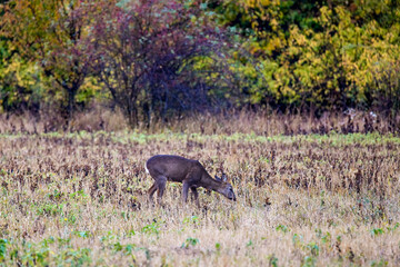 deer at the edge of a forest during autumn