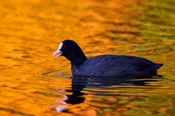 Fulica atra, on a lake reflected in golden autumn colors.