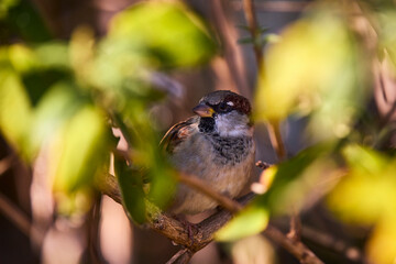 a sparrow hiding among the branches
