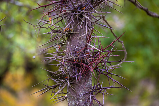 close up with large thorns of a tree (Gleditsia triacanthos)