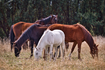 Obraz na płótnie Canvas Group of horses grazes in the Ecuadorian Andes