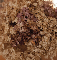 closeup texture of dry hydrangea flowers in neutral colors