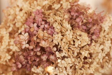 closeup texture of dry hydrangea flowers in neutral colors