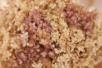 closeup texture of dry hydrangea flowers in neutral colors