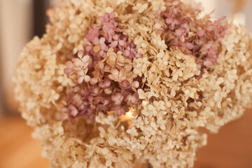 closeup texture of dry hydrangea flowers in neutral colors