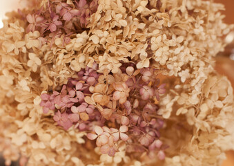 closeup texture of dry hydrangea flowers in neutral colors