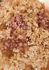 closeup texture of dry hydrangea flowers in neutral colors