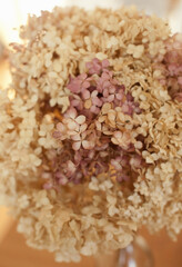 closeup texture of dry hydrangea flowers in neutral colors