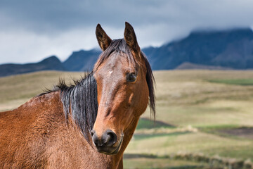 Obraz premium Portrait of horse in the Ecuadorian Andes